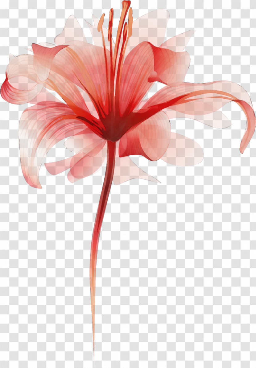 Amaryllis Plant Stem Cut Flowers Petal Pink M Transparent PNG