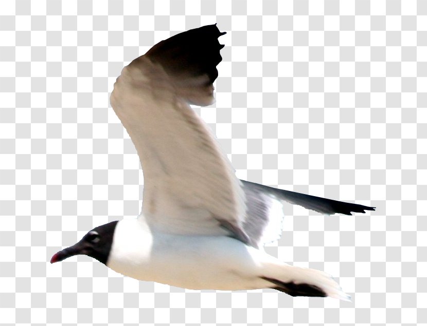 Gulls Bird Flight European Herring Gull Great Black-backed - Black Backed Transparent PNG