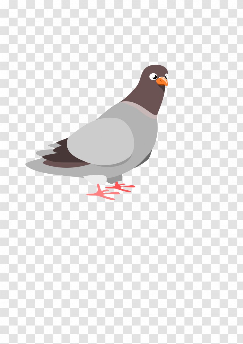 Columbidae Domestic Pigeon Squab Clip Art Transparent PNG