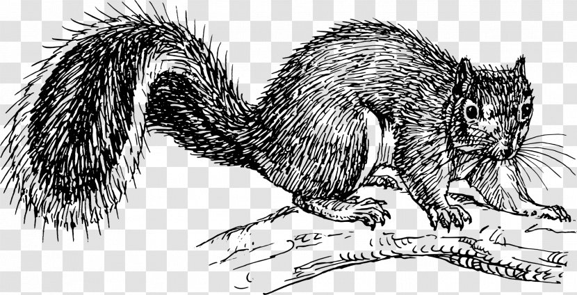 Eastern Gray Squirrel Black Clip Art - Rodent - A Transparent PNG