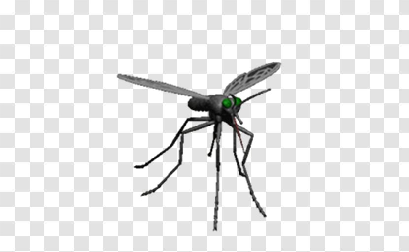 Mosquito Control Insect Pest - Dengue Transparent PNG