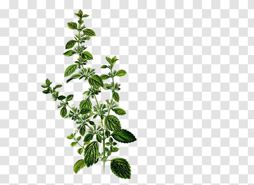 Lemon Balm Herbalism Mints Medicinal Plants - Leaf - Health Transparent PNG