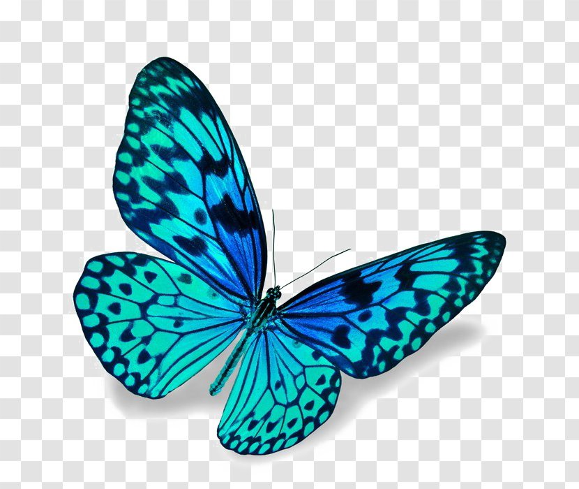 Butterfly Stock Photography Blue Stock.xchng Image - Butterflies And Moths Transparent PNG