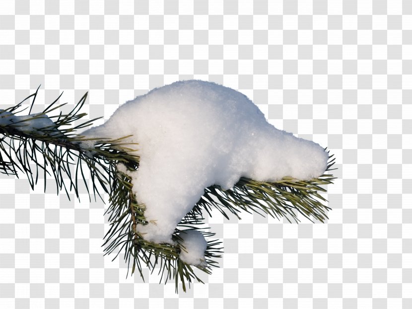 Branch Snow Spruce Clip Art - Gull Transparent PNG