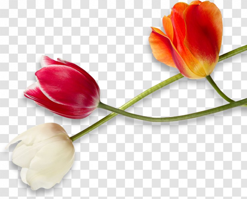 Tulip Bustld Wedding Cut Flowers Plant Stem - Bud Transparent PNG