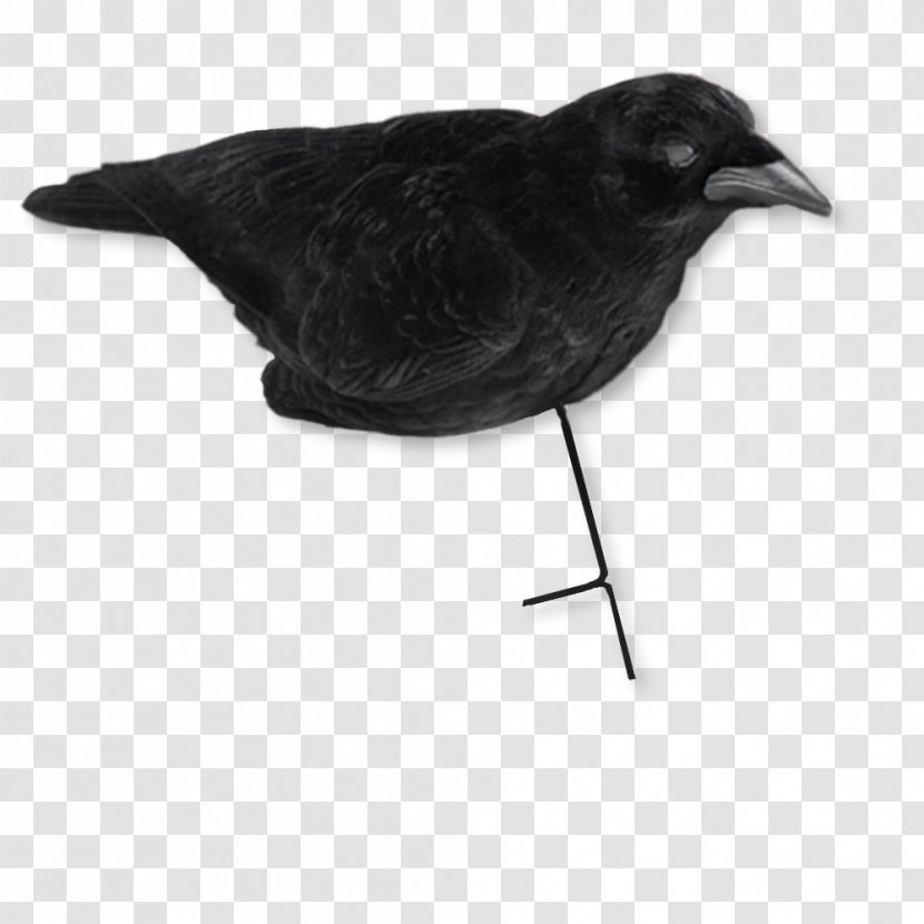 American Crow Common Raven Feather Beak Transparent PNG