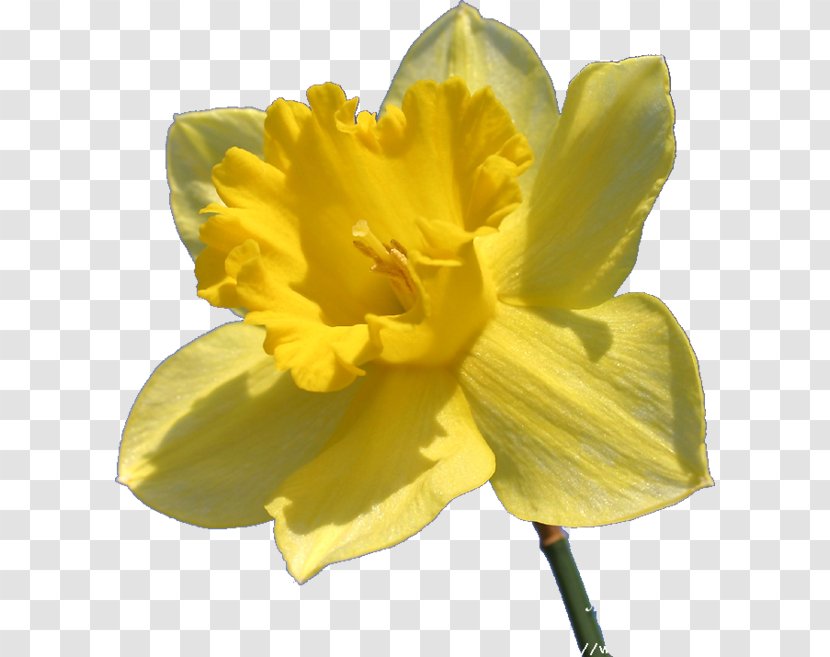 Petal Narcissus Pseudonarcissus Flower Amaryllis Transparent PNG