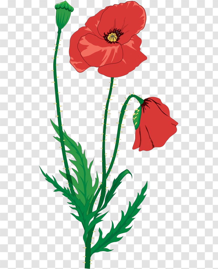 In Flanders Fields Common Poppy Clip Art - Flower - Plant Transparent PNG