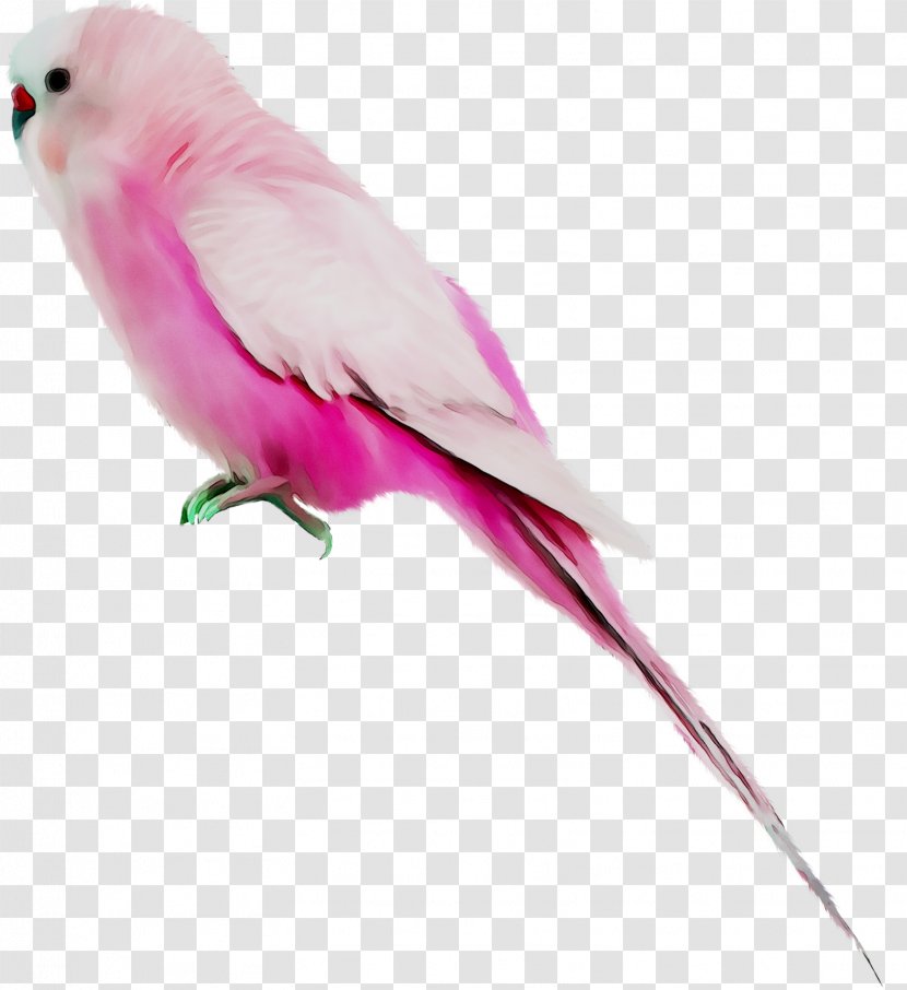 Lovebird Parakeet Macaw Feather Pet - Budgie - Vertebrate Transparent PNG