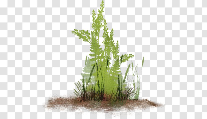Herbaceous Plant Garden Lawn Clip Art Transparent PNG