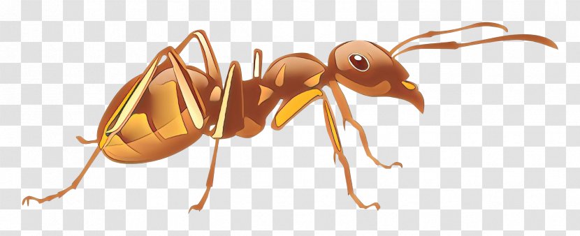 Ant Cartoon - Bee - Parasite Wasp Transparent PNG