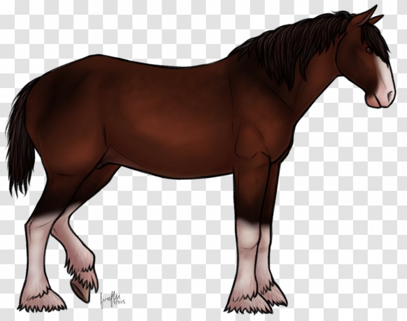 Mane Shire Horse Stallion Mare Foal - Mammal - Mustang Transparent PNG