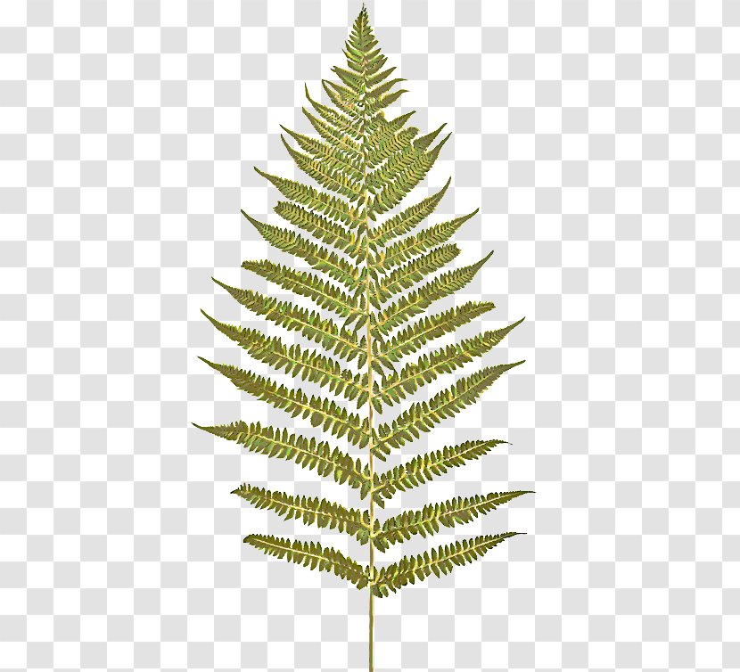Yellow Fir Shortleaf Black Spruce White Pine Tree Oregon - Leaf Lodgepole Transparent PNG