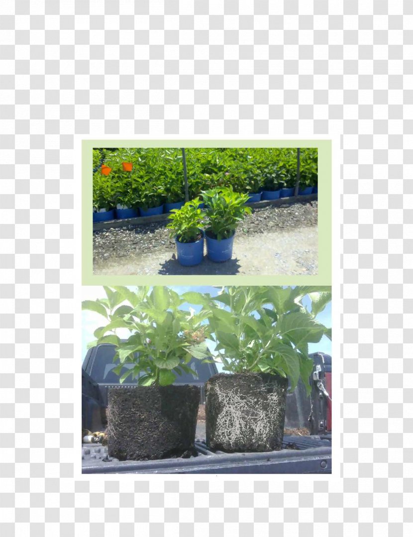 Flowerpot Hydrangea Fertilisers Houseplant Peat - Fertigation - Plant Transparent PNG
