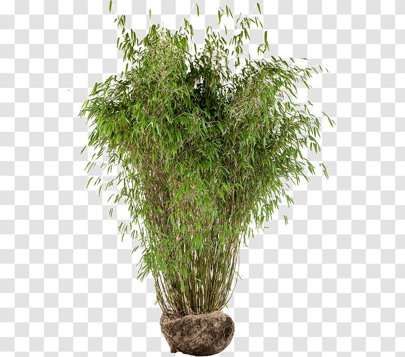 Pseudosasa Japonica Tropical Woody Bamboos Houseplant Flowerpot - It - Bamboo House Transparent PNG