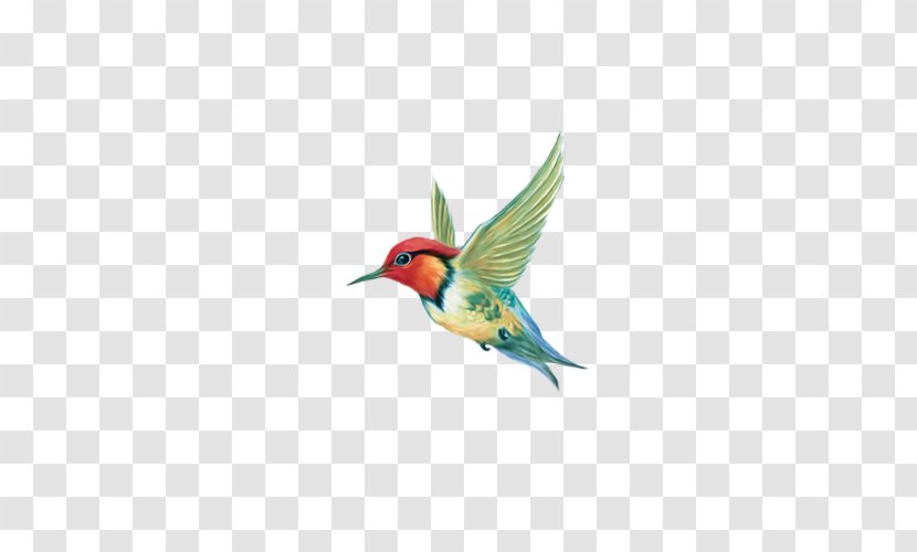 Hummingbird Illustration Adobe Photoshop - Wildlife - Animals Background Transparent PNG