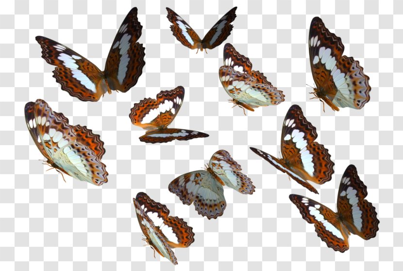 Monarch Butterfly Insect Clip Art - Arthropod Transparent PNG