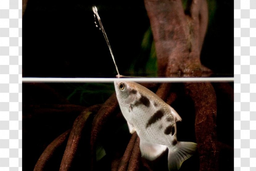 Banded Archerfish Toxotes Chatareus Actinopterygii Perch-like Fishes - Butterfly - Fish Transparent PNG
