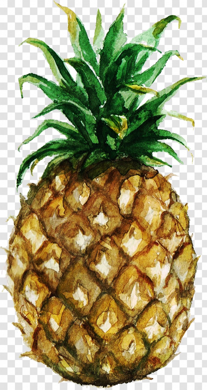 Pineapple Watercolor Painting Royalty-free Stock Photography - Drawing - Illustration Transparent PNG
