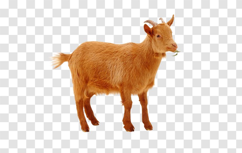 Golden Guernsey Sheep GIF Animal Husbandry Caprinicoltura - Goat Transparent PNG