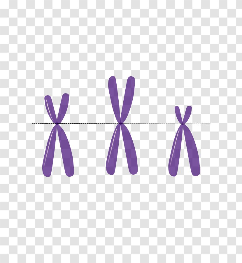Anti-centromere Antibodies Chromosome Autosome DNA - Centromere - Vector Transparent PNG