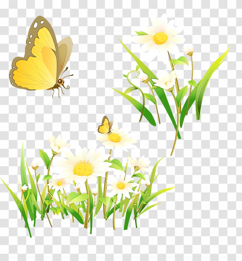 Watercolor Flower Background - Insect - Chamomile Herbaceous Plant Transparent PNG