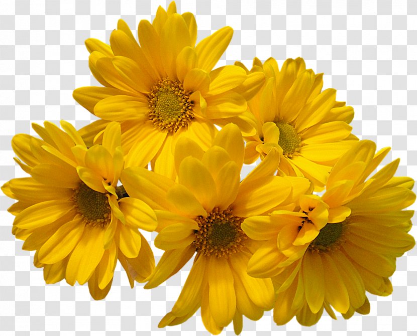 Flower Bouquet Common Daisy Yellow - Flowers Transparent PNG