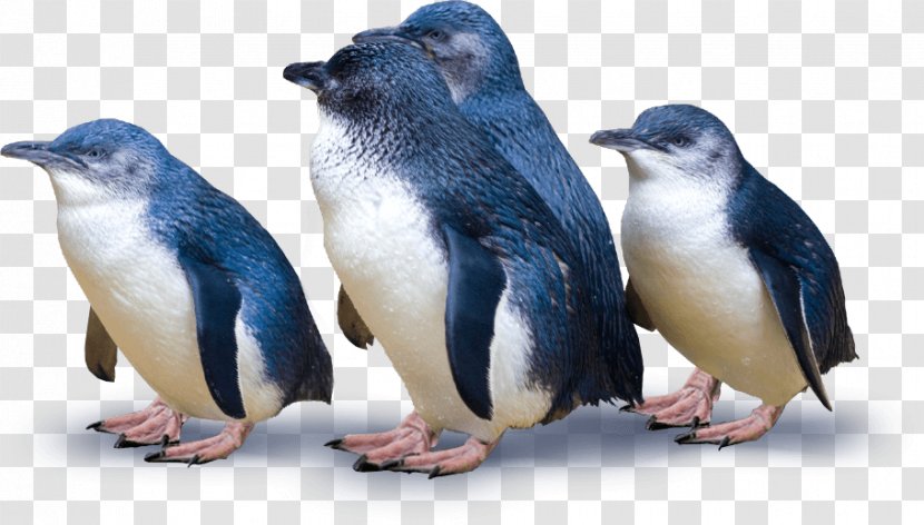 Dunedin Otago Peninsula Blue Penguins Pukekura - Little Penguin Transparent PNG