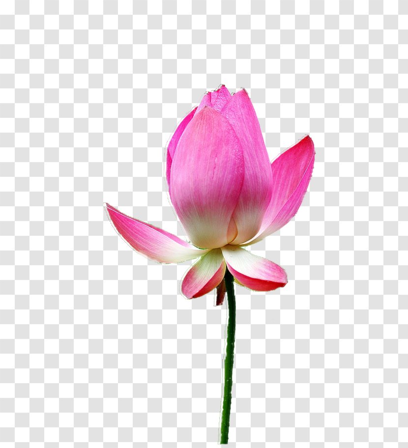 Nelumbo Nucifera Raster Graphics - Pixel - Lotus Transparent PNG