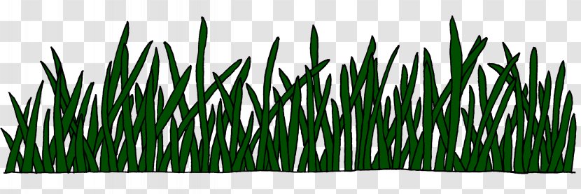 Sweet Grass Vetiver Commodity Wheatgrass Chrysopogon - Real Transparent PNG
