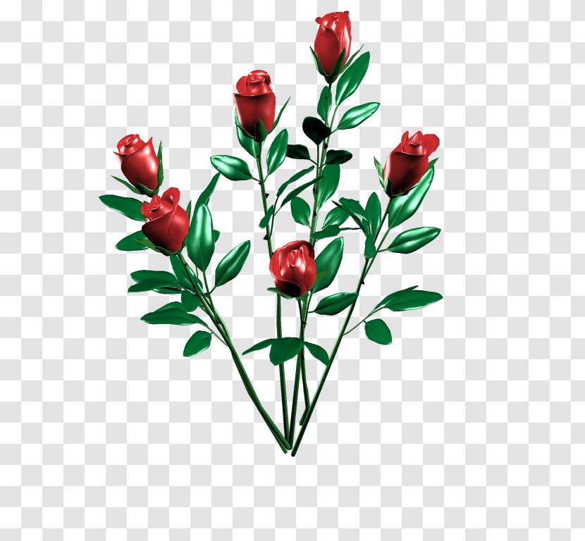 Cut Flowers Rosa × Alba Rose Family Floral Design - Tulip Transparent PNG