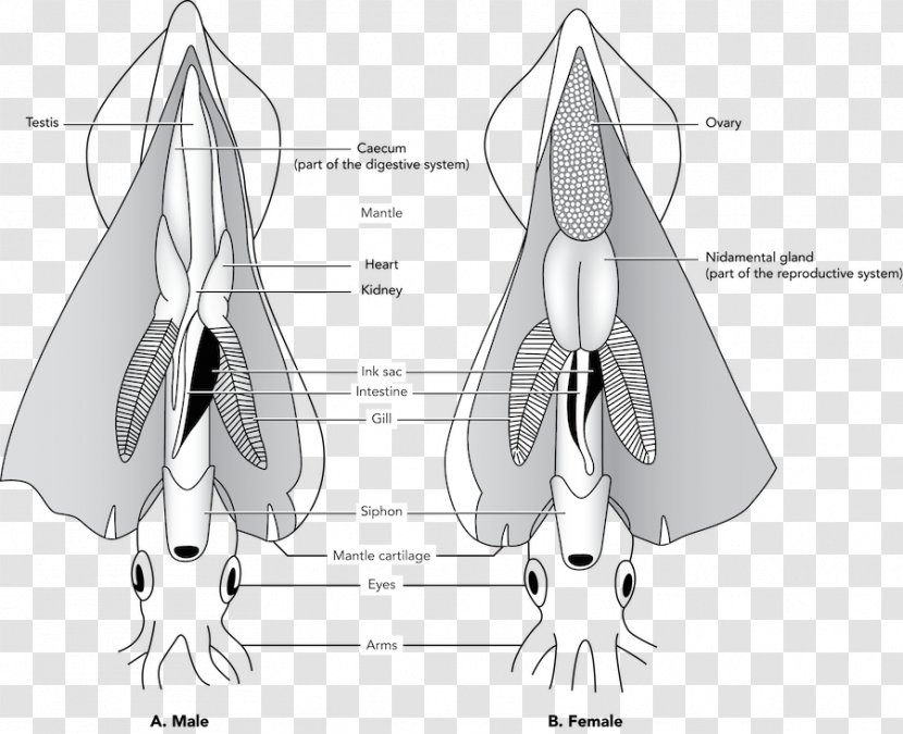 Giant Squid Anatomy Dissection Cephalopod Eye - Frame Transparent PNG