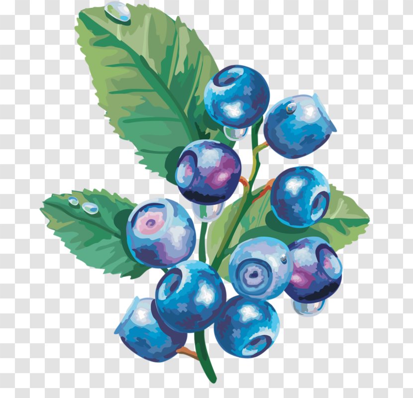 Bilberry Blueberry Transparent PNG