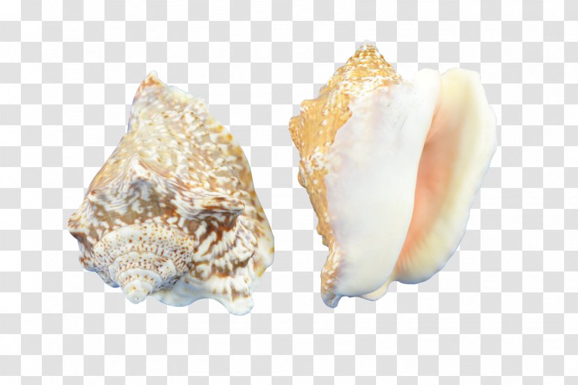 Cockle Conchology Seashell Hawk Wing Transparent PNG