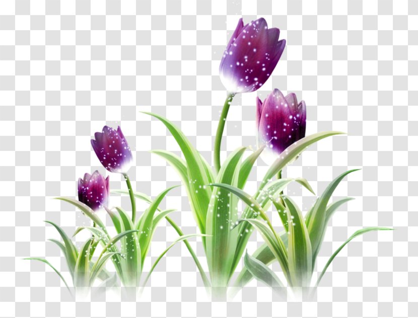 Tulip - Button - Purple Tulips Transparent PNG