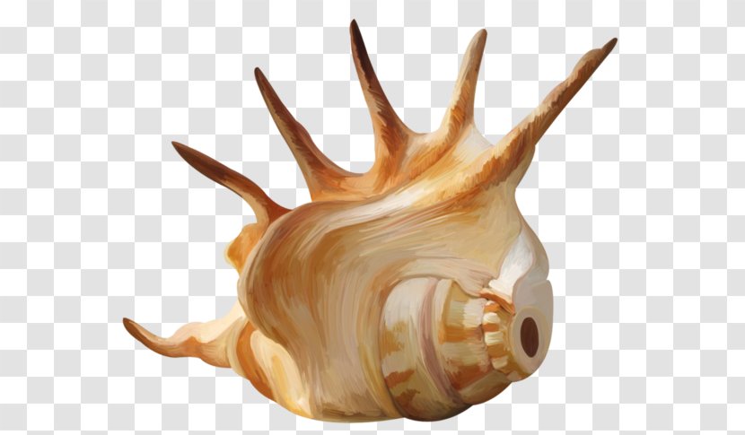Seashell Conch Mollusc Shell Wallpaper - A Transparent PNG