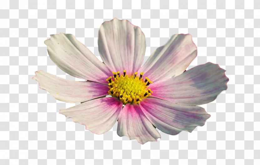 Garden Cosmos Aster Chrysanthemum Cut Flowers Petal Transparent PNG