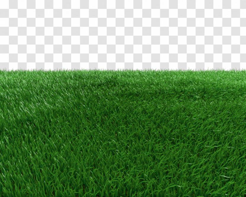 Artificial Turf Green Meadow Grasses - Field - Transparent Background Transparent PNG
