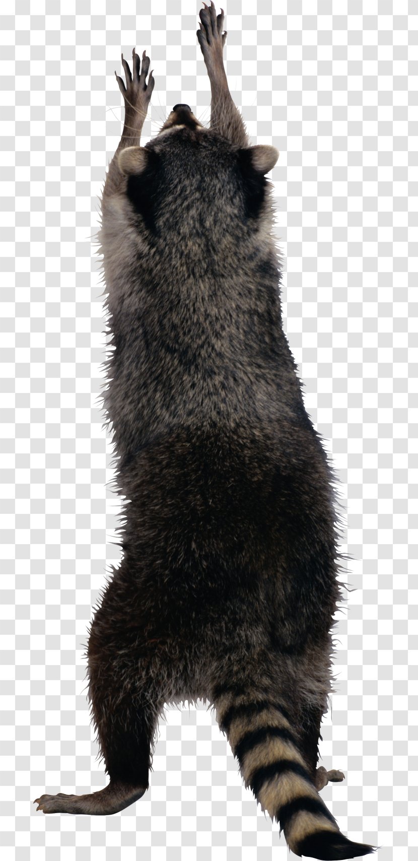 Raccoon Squirrel Clip Art - Ringtailed Cat Transparent PNG