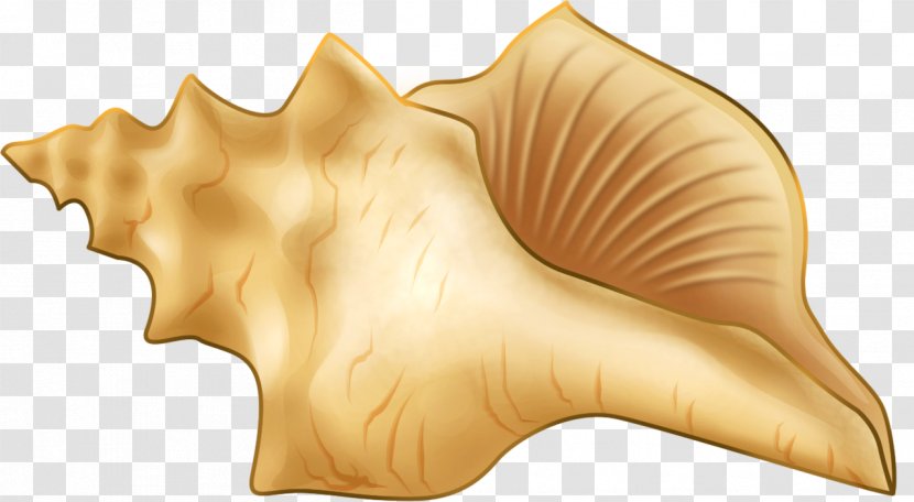 Seashell Sea Snail Conch - Invertebrate - Hand-painted Transparent PNG