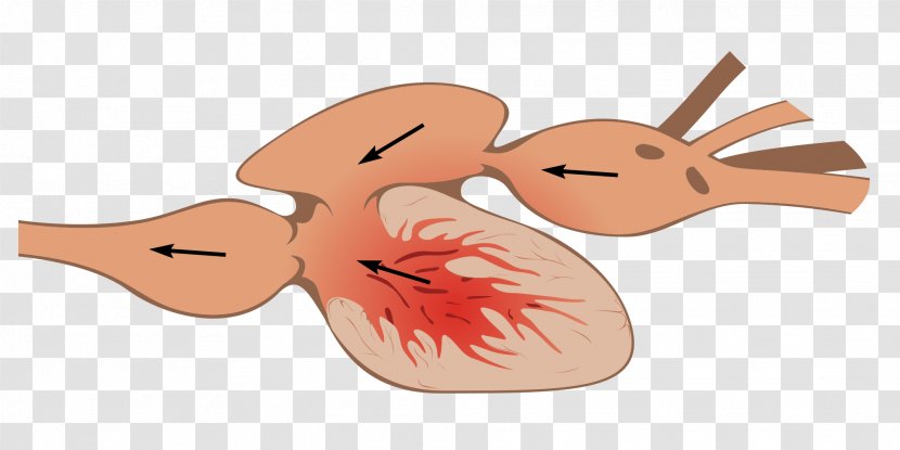 Heart Fish Anatomy Circulatory System Bony Fishes - Watercolor - Fisch Transparent PNG