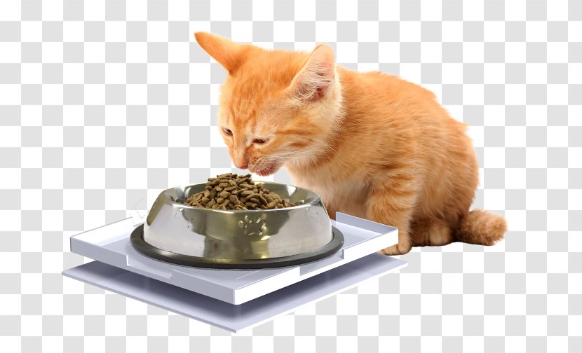 Whiskers Cat Food Dog Kitten - Pet Transparent PNG