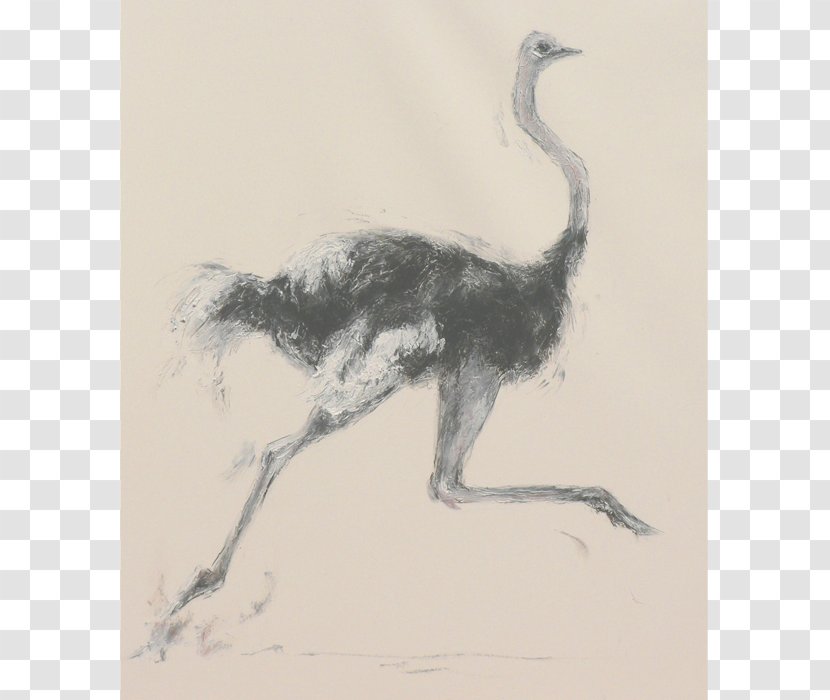 Common Ostrich Flightless Bird Ratite Running - Artwork Transparent PNG