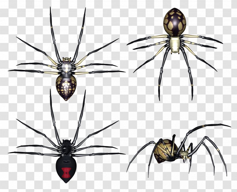 Redback Spider Insect Clip Art - Chelicerae - Image Transparent PNG