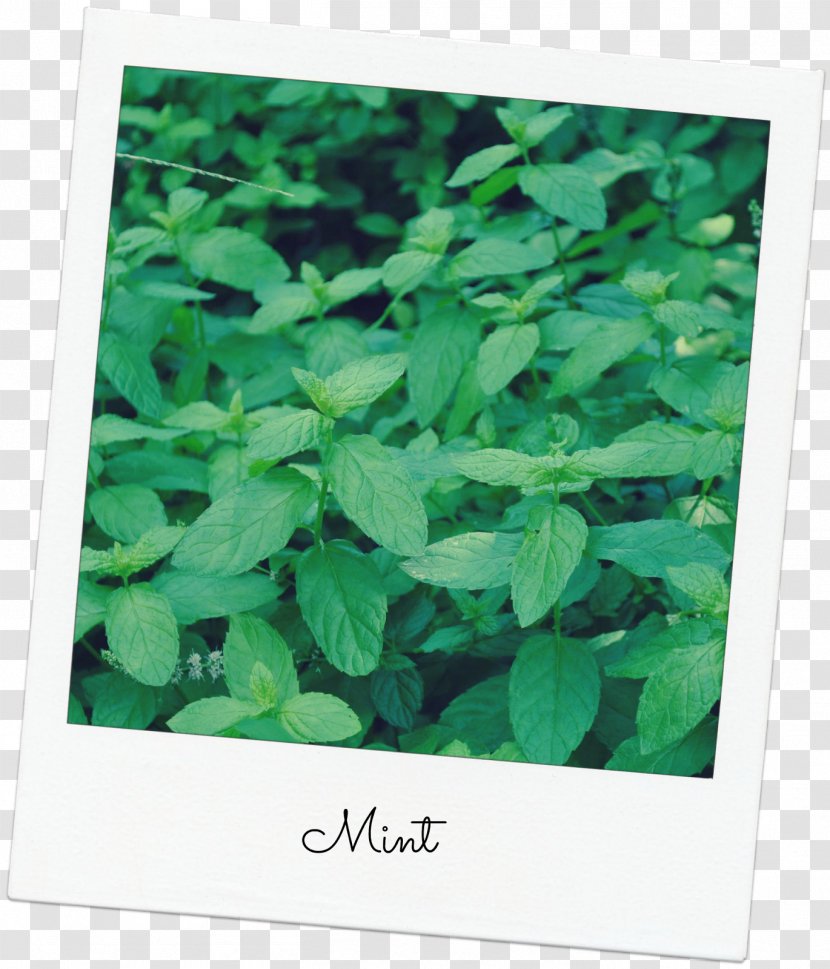 Leaf Herb - Green Transparent PNG
