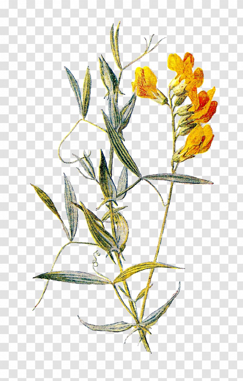 Flower Sweet Pea Lathyrus Pratensis Botanical Illustration - Herbaceous Plant Transparent PNG
