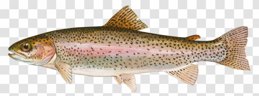 Fish Brown Trout Salmon - Rayfinned Bonyfish Transparent PNG