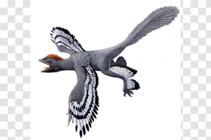 Anchiornis Origin Of Birds Feathered Dinosaur - Transitional Fossil - Bird Transparent PNG