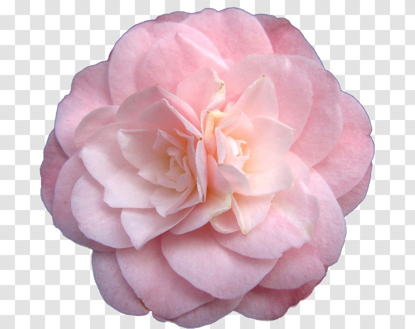 Pink Flowers Garden Roses - Flowering Plant - Pastel Transparent PNG