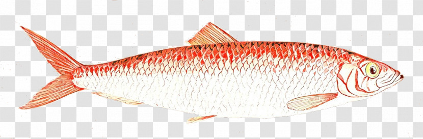 Fish Fish Feeder Fish Bony-fish Fish Products Transparent PNG